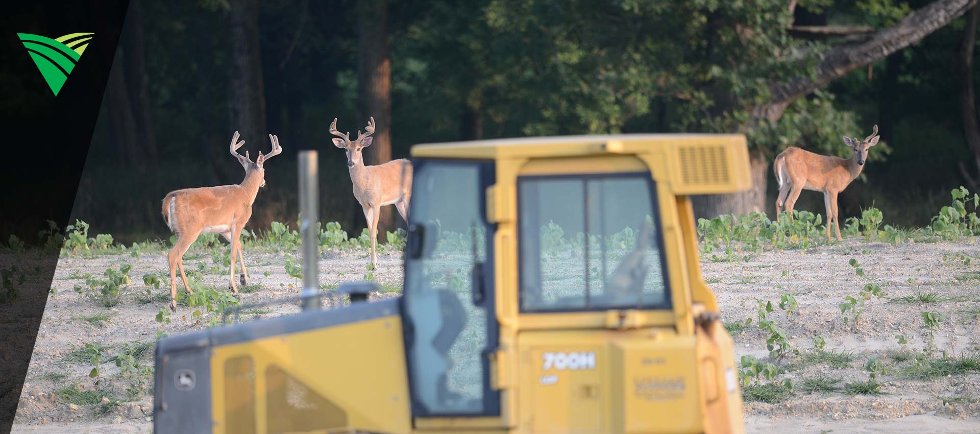Deer near machinery